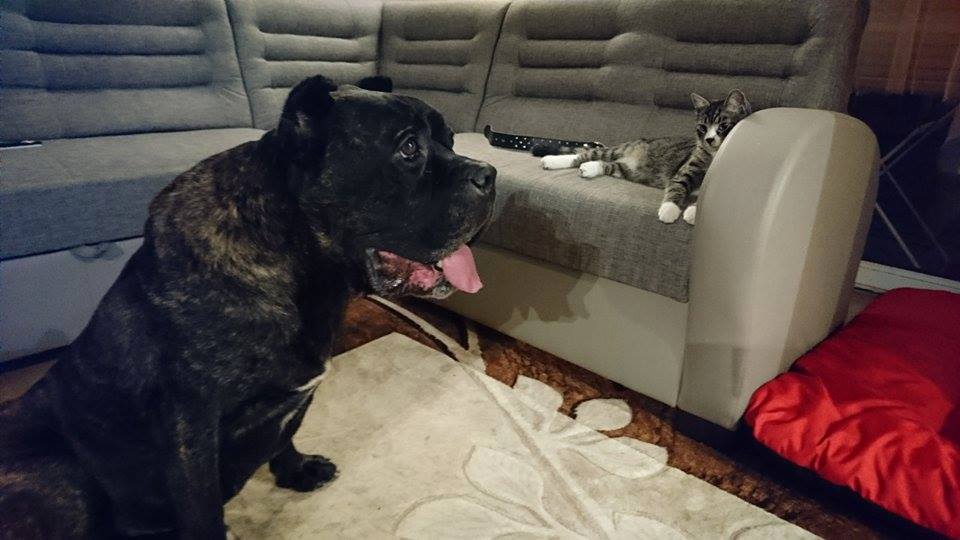 Sara Cane Corso w swoim nowym kochającym domu!!!!